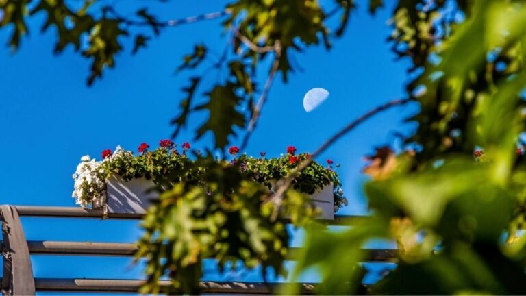 Image of the Moon before sunset and the view through a few plants and flowers.